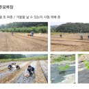 황금농장 이미지