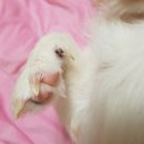 달맞이 호두네 동물병원 이미지