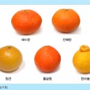 황금향 이미지