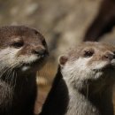 한국동물번식센타 이미지