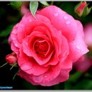 장미화원 이미지