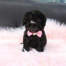 내 품안의 반려견(강서점) 이미지