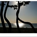 해송과 바다 이미지