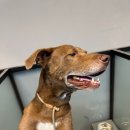 동물보육원 김포지부 이미지