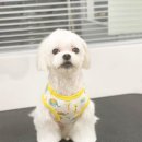 도기그룸 이미지