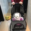 윌 동물외상센터 이미지