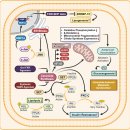 Re: 답즙산 대사, 신호전달이 인체건강에 미치는 영향 2024 네이처!! 이미지