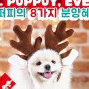 온퍼피 프리미엄 전주강아지분양 본점 네이버블로그