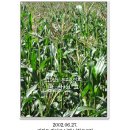 남선초등학교 남창분교 이미지