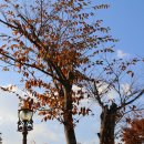 포니랜드 이미지