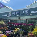 에버그린화원