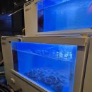 영랑초등학교 | [속초맛집] 속초 로컬 꼼장어 맛집 영랑산꼼장어숯불구이 내돈내산 현지인 맛집