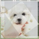 서진기업 강아지간식소 | 마포구동물보호센터 현장 확인과 안전한 강아지파양방법 안내