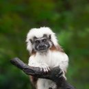 용인대학교 스타태권도장 이미지