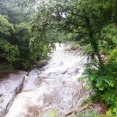 제1016차(8월10일) 강원 강릉 대관령옛길 금강소나무숲길 산행안내 이미지