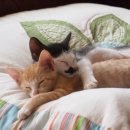 김밥이야기 이미지