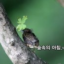 숲속의아침 - 무주군 구천동1로 19 | 숲속의아침