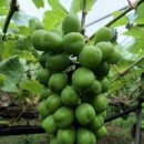 노을 그린 바다 펜션 이미지