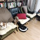 댕댕이지 이미지