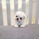 퍼피하우스 인천송도점 | 인천강아지분양 퍼피하우스 인천송도점 착한 가격의 양심적인 분양처