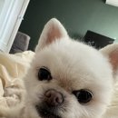 케어덴 동물치과&내과병원 | 압구정 케어덴 동물치과 치과 수술 후기