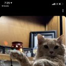 Healthy Cat 이미지