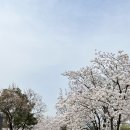 한밭수목원 동원 | 대전 꽃구경 명소 한밭수목원 벚꽃 상태 당일치기 여행 추천 후기