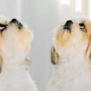 FOR YOU DOG 네이버블로그