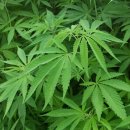 대마웰빙관 이미지