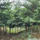 은평-033 이미지
