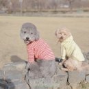 견생스타일 | 강아지옷 신상 봄옷 추천, 리카리카 애견의류로 견생샷을!