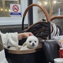 케이국수와 생오리숯불구이 | [남양주 애견동반 맛집] 밤듸농원 오리구이 솔직후기, 양념오리가 진짜 맛있었던 곳