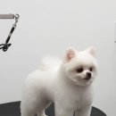 살롱드뚜뚜 이미지