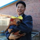 웃으면 돼지 이미지