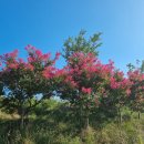 하화명(夏花明) 이미지