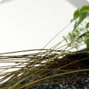 화비꽃방 이미지