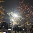 레몬비 Jesus | 한성대입구 토마리 야장 숙성회, 생맥주 맛집 내돈내산 만족 후기