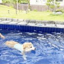 베일리펫케어 이미지