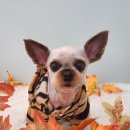 까까오 dog 네이버블로그