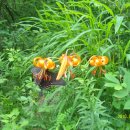 광치자연휴양림 이미지