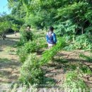 명월 팽나무군락 이미지