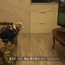 해피독 이미지