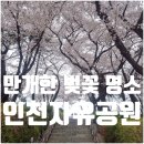 감탄愛 | 인천 자유공원 벚꽃축제 실시간 개화현황 포토존 위치