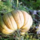 나리가펜션 이미지