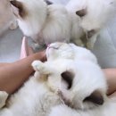 캣돌 캐터리 이미지