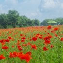 양귀비 - 군산시 중앙로 80-14 | 양귀비