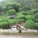신녕면-화남1리-1