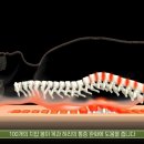 GH지압침대 이미지