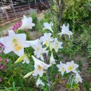 화이트 헤븐 이미지