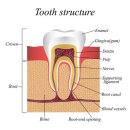 Root Canal Treatment 이미지